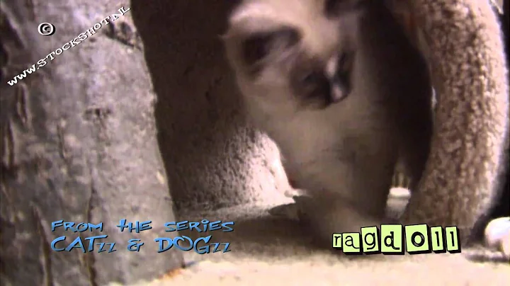 Watch the video about Ragdoll cat & kittens #02