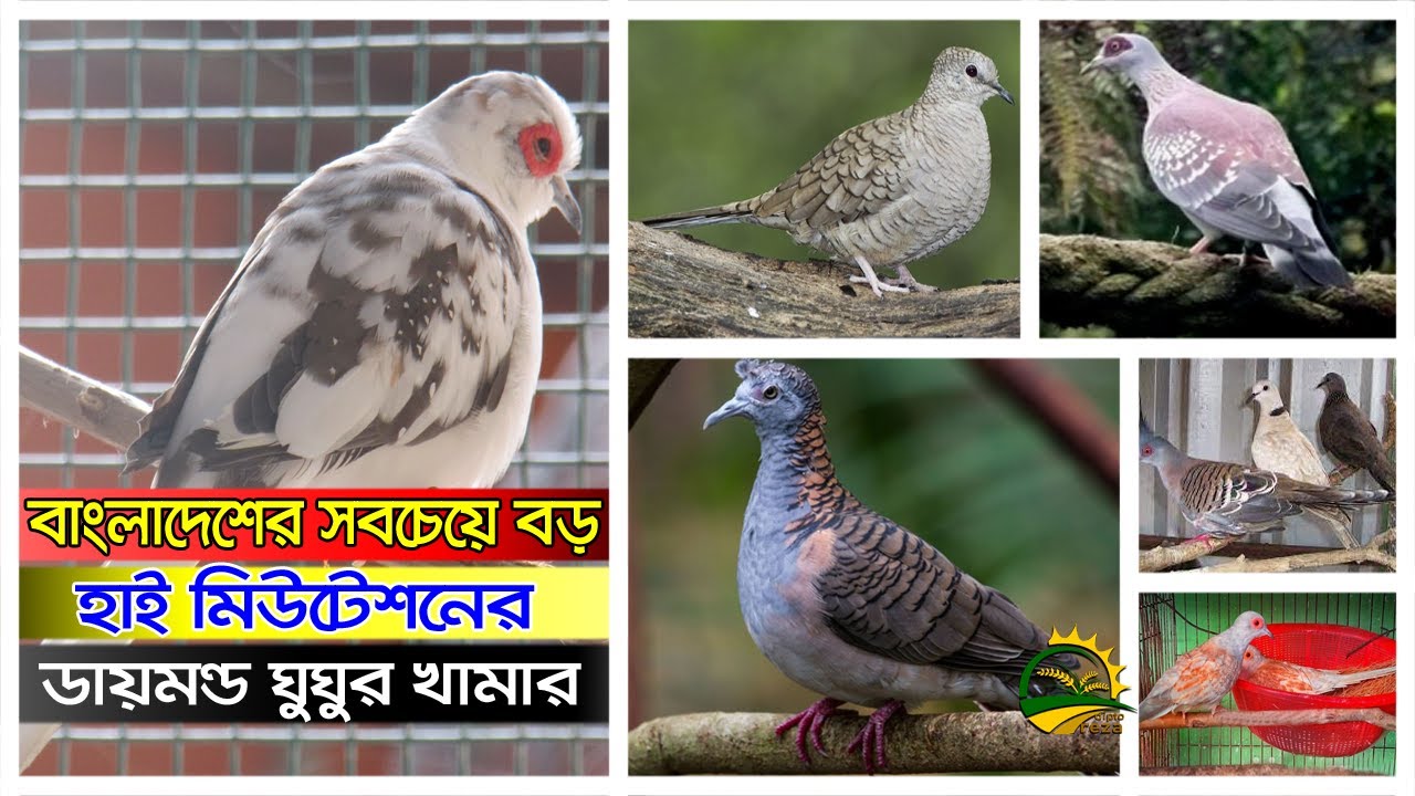 বাংলাদেশের সব চেয়ে বড় হাই মিউটেশনের ডায়মন্ড ডাভ খামার। ডায়মন্ড ঘুঘু পালন প্রদ্ধতি ও দাম।
