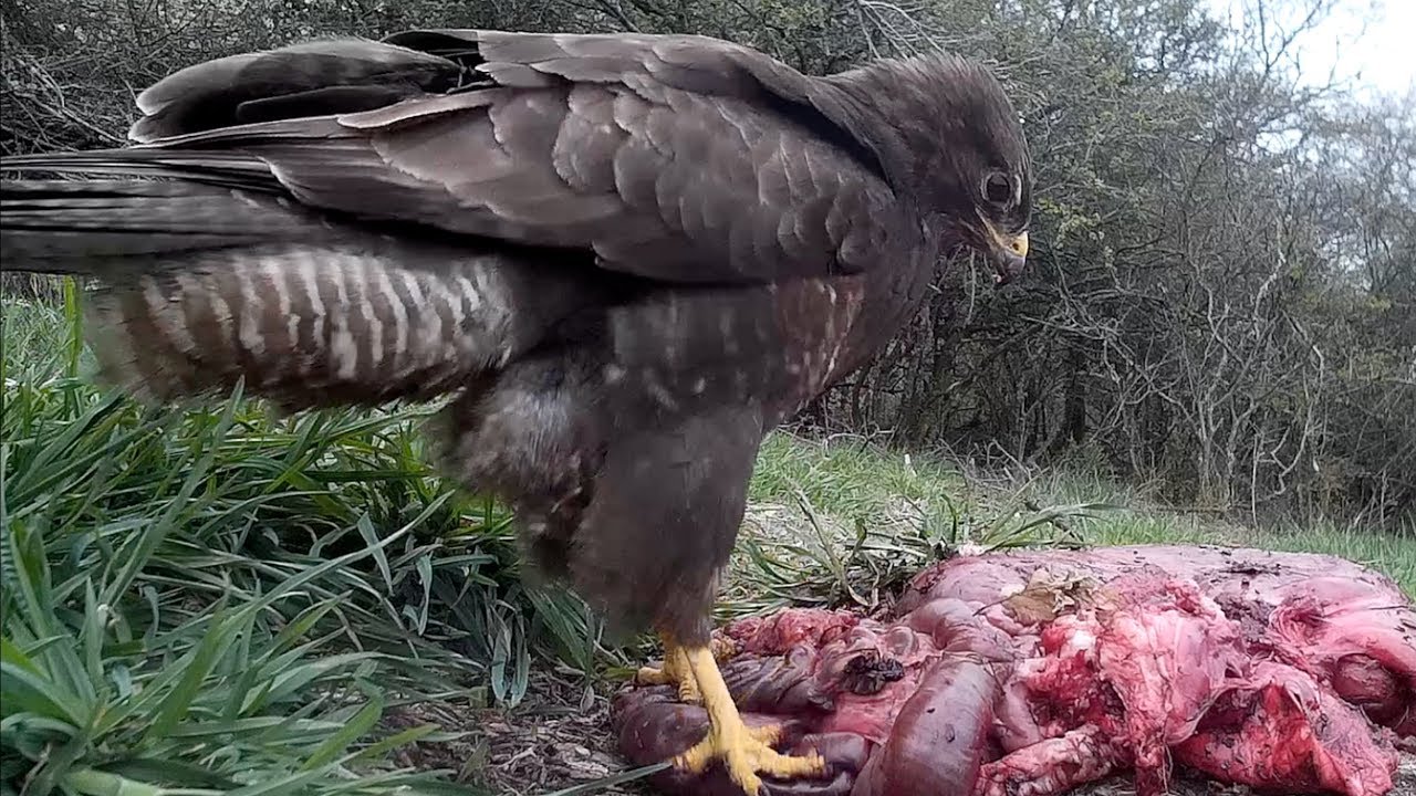 aashiqui 1 مترجم Black kite and Common buzzard on carrion. Schwarzmilan und Mäusebussard am Aas
