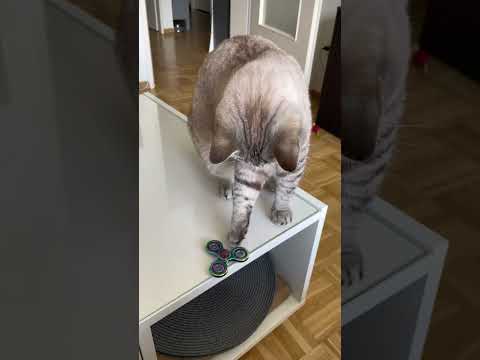 Video: Mögen Katzen es, angefasst zu werden?