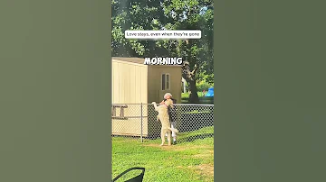 This Dog Waits Everyday For His Best Friend 