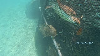Saving Lives: Heroic effort to Save Turtles Trapped in Fishing Net #turtle #wildlife #rescue
