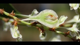 Fallopia baldschuanica syn Polygonum baldschuanicum Greece by Theo Fotiadis