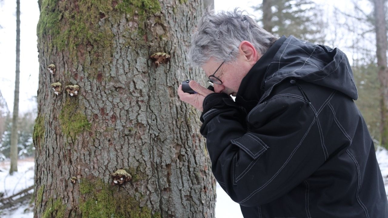 Hvorfor er svampe vigtige i Den Jenssen-Buchske Plantage?
