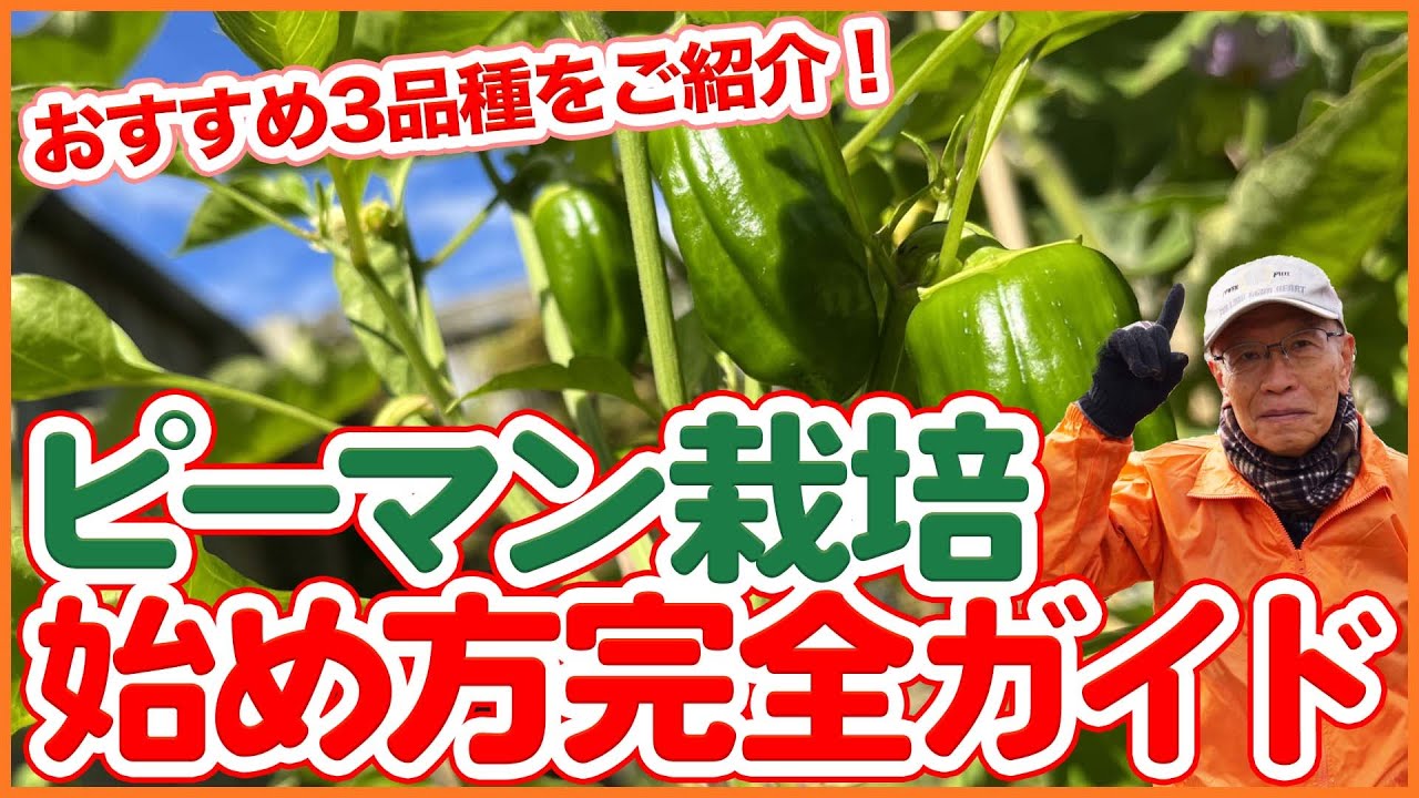 Start growing peppers in your home garden or farm in 2023