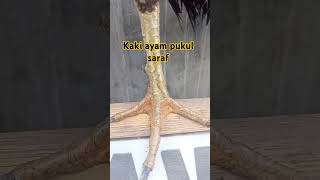 Bentuk Kaki Ayam Pukul Saraf  short ayamunik