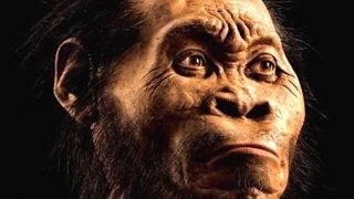 New species of human ancestor discovered in South Africa