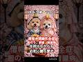 複数の病と闘い続ける愛犬 #犬 #いぬ #dog #shorts