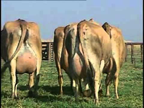 Vídeo: Característiques De La Vaca Jersey