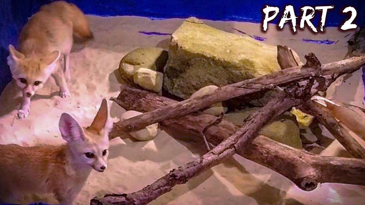 pets and animals for sale Lucy Meets Scout - The Prequel (Pt 2)