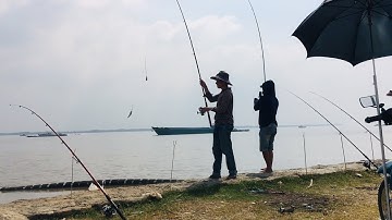 Câu cá sông soài rạp tân tập, cùng người bạn có sở thích câu cá và bẫy chim