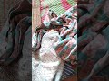 sleeping baby cookie # viral shorts