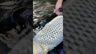 Koi Sultan Super Jumbo  Indukan Soragoi 75 Cm Bulky