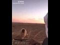 ردة فعل الخروف عندما قام الراعي بمعاقبته 