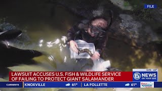 Lawsuit accused US Fish & Wildlife Service of failing to protect giant salamander