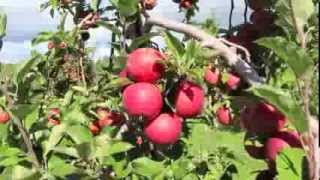 365 Things to do in Ithaca NY Day TWO Apple Picking Ithaca Real Estate