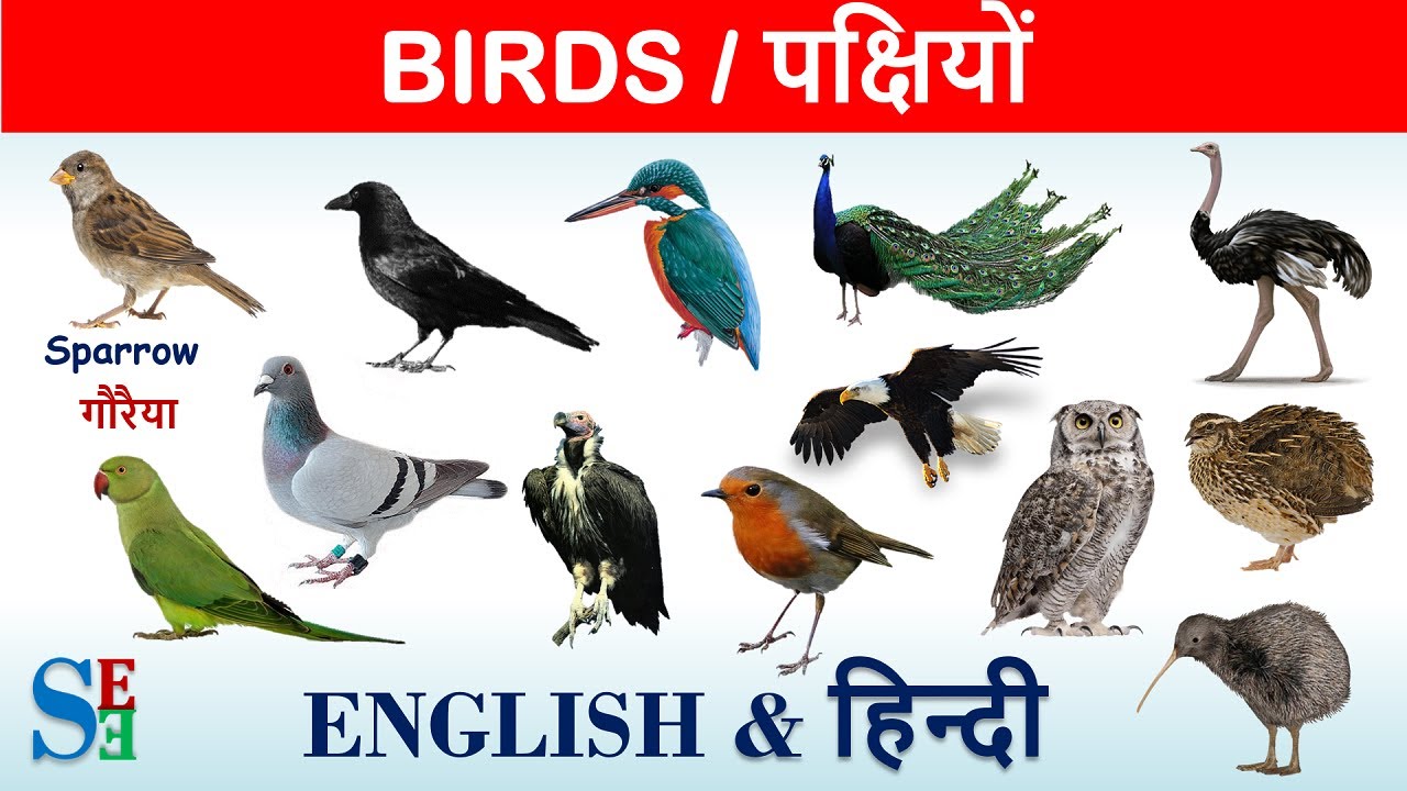 Bird names in Hindi and English with pictures| Shiv English Education