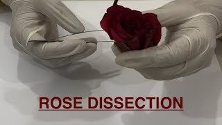 Rose Dissection