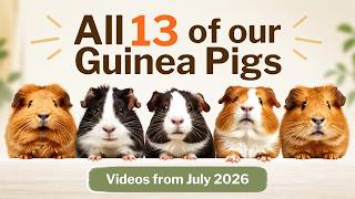 13 Guinea Pigs, 13 Personalities! 🐹 | Our July 2026 Guinea Pig Family Update