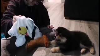 Triton and the Crinkly Egg (Finnish Lapphund Puppy)