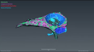 Array tomography analysis of a mouse brain on the Apreo 2 SEM