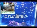 [最も選択された] 海水 魚 飼育 小型 水槽 262418