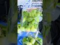 One Take Bok Choy Packaging Line | Automated Packing for Vegetable Wholesale