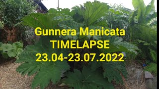 581#. Gunnera Manicata- Timelapse 23.04-23.07.2022