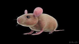 XGen Fur Creation in Maya: Mouse Grooming Tutorial