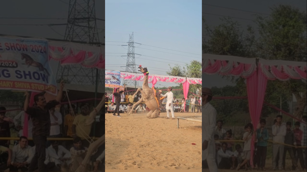 Latest viral dance video 