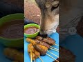 用沙爹收服灰狼