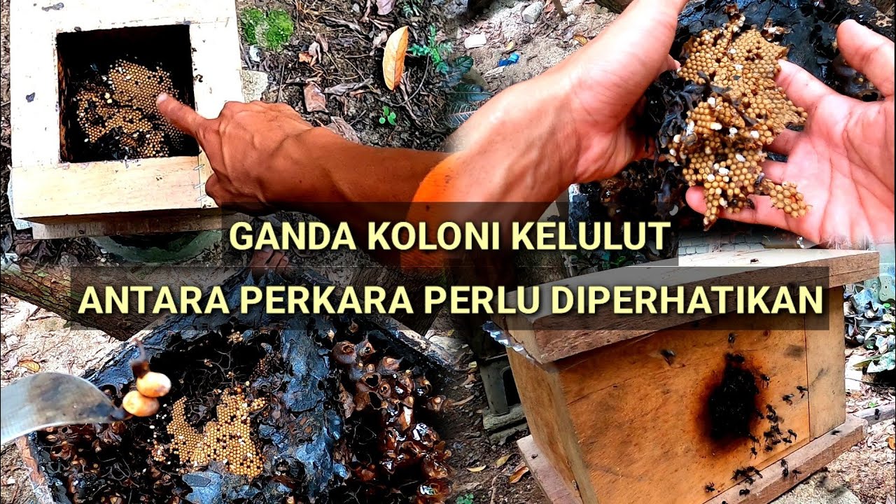 Ganda koloni kelulut antara perkara perlu diperhatikan. Pecah koloni kelulut (3)