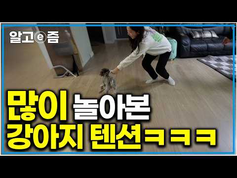 노는 것에 진심인 강아지 유심히 지켜보던 설쌤의 반전 <strong>대답</strong>｜세상에 나쁜 개는 없다｜알고e즘