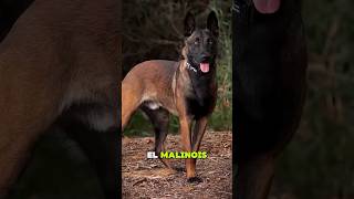 5 datos sorprendentes del Malinois que te dejarán loco 😱 #malinois #shorts  #dogs