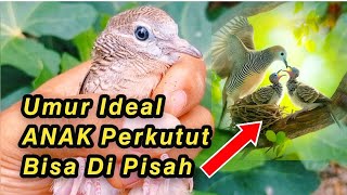 Anak Perkutut Umur 1 Bulan Sudah Mandiri dan Bunyi || Umur Berapa Anak Perkutut Bisa di Pisah