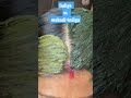 Indigo powder vs mehndi and indigo powder #youtubeshorts