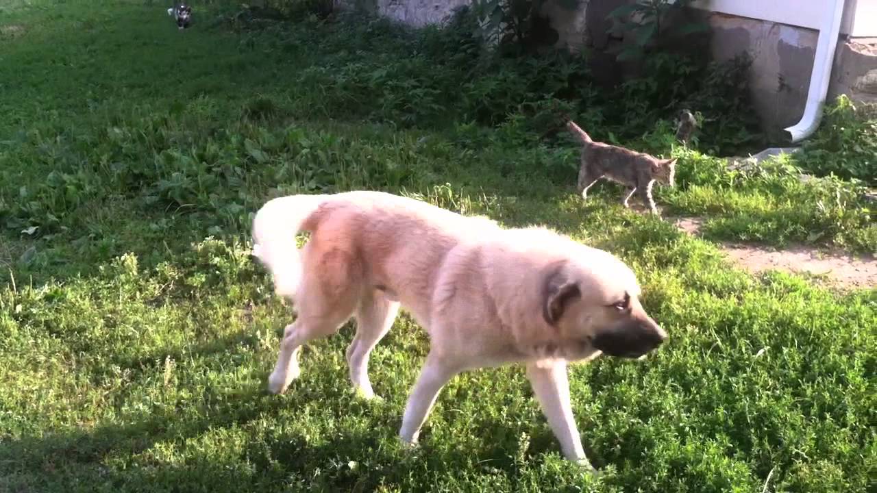 Livestock Guardian Dogs around cats
