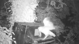 Snoring barn owl chicks on Ards Peninsula