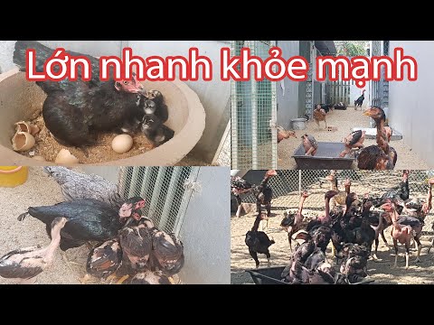 Cách chăm gà con khỏe mạnh lớn nhanh từ khi trong trứng cho đến lúc 45 ngày tuổi | Foci