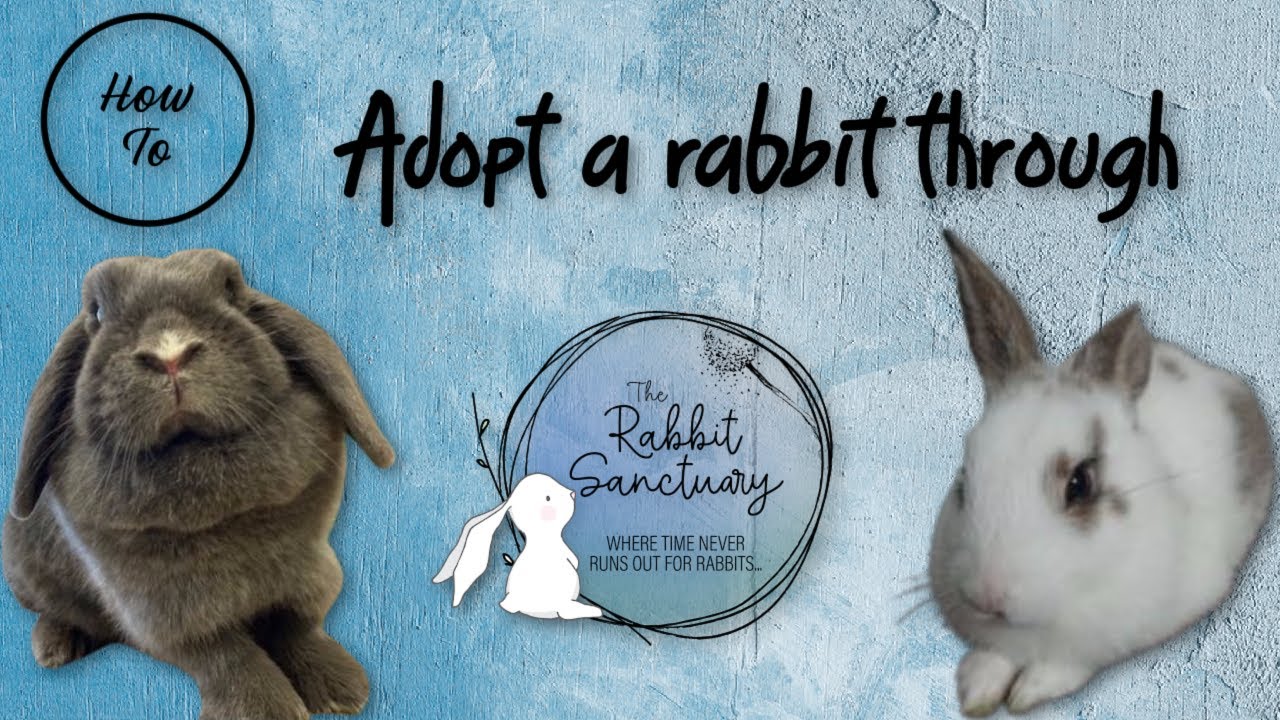 HOW TO ADOPT A BUNNY The Rabbit Sanctuary Australia YouTube