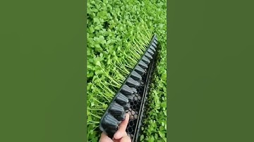 Thumbnail of Coriander Seedlings Are Ready For Spring Planting #satisfying #short