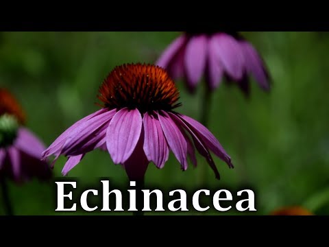 Video: Tanaman Pendamping Bunga Kerucut - Tips Menanam Pendamping Dengan Echinacea