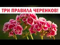 Срочно! Черенкуем пеларгонию! Три главных секрета черенкования герани