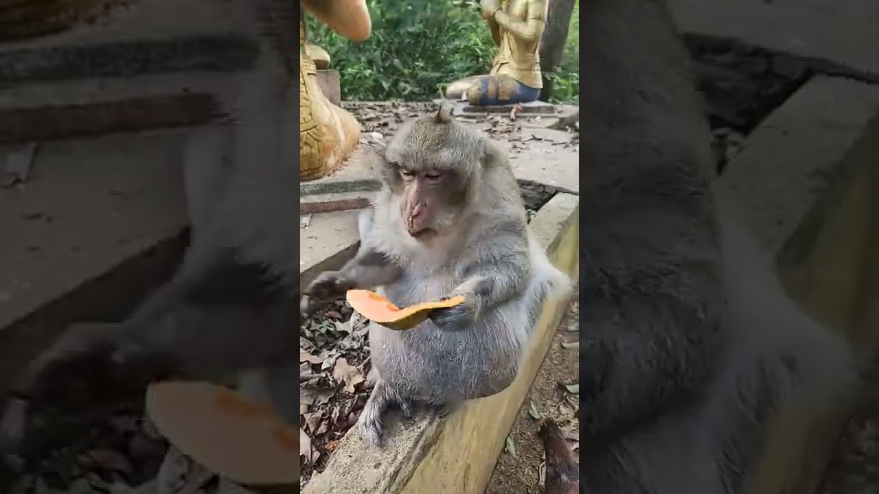 Mr. Charlie is so much hungry