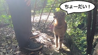 おしゃべり上手な娘猫はおねだり上手で父をKO