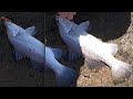 Burdekin Barra