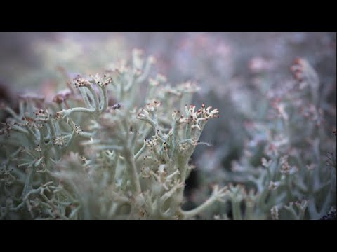 Vidéo: Avons-nous Besoin De Gratter Les Lichens Des Troncs D'arbres Dans Nos Jardins?