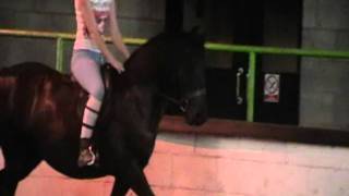 Harvey Flat work (Gemma)