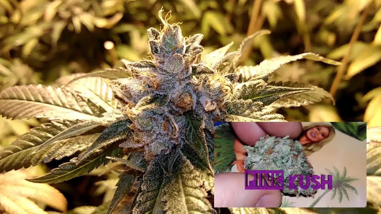 Pink Kush, Coma OG and Guess The Strain GROW!