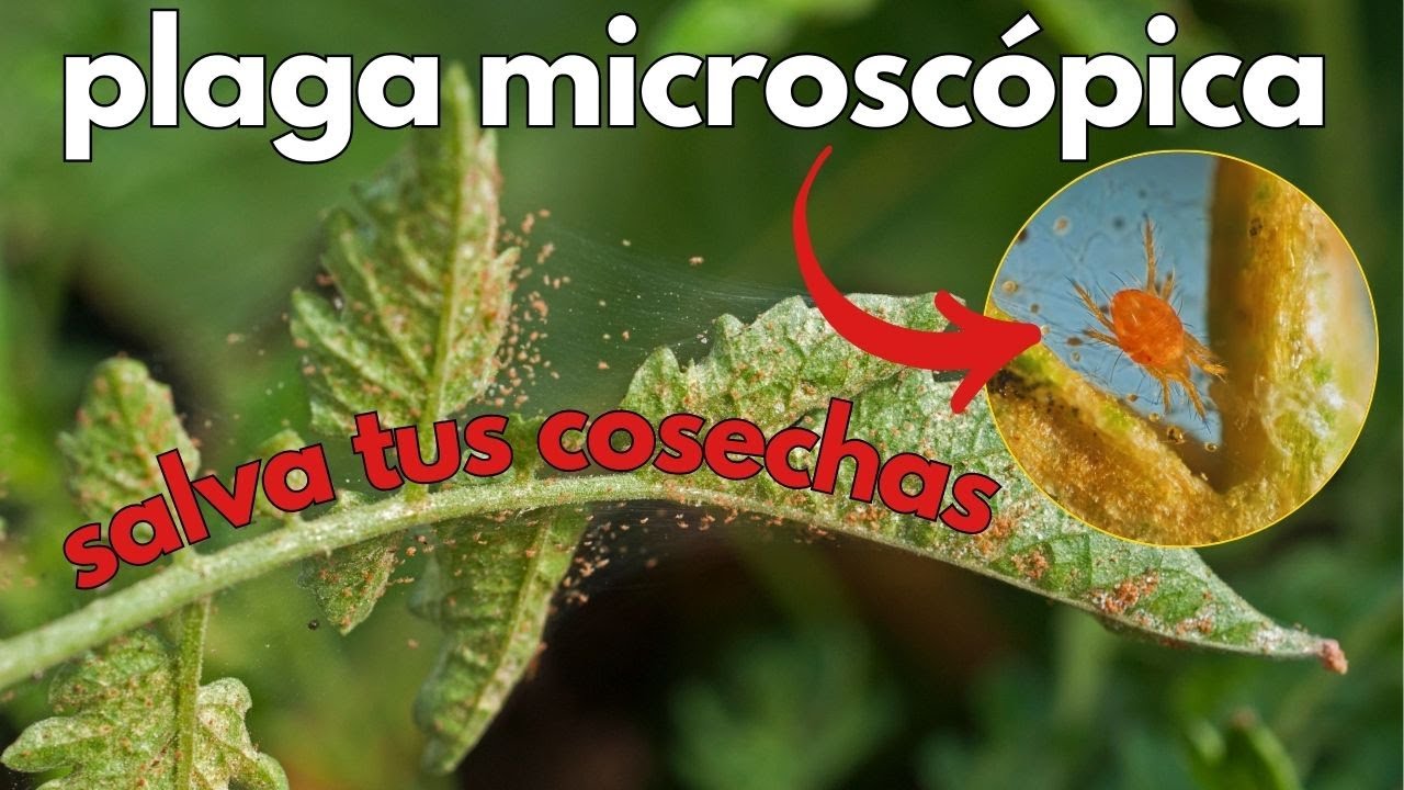 Cómo identificar ARAÑA ROJA (plaga) 😥